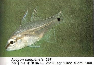 Apogon sangiensis